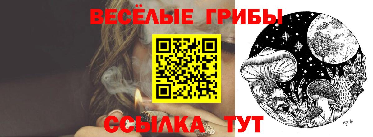 Псилоцибиновые грибы Psilocybe Санкт-Петербург
